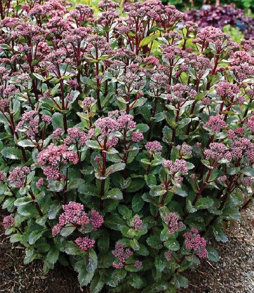Sedum Double Martini ®